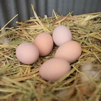 平飼い名古屋コーチン玉子(隔週定期便)