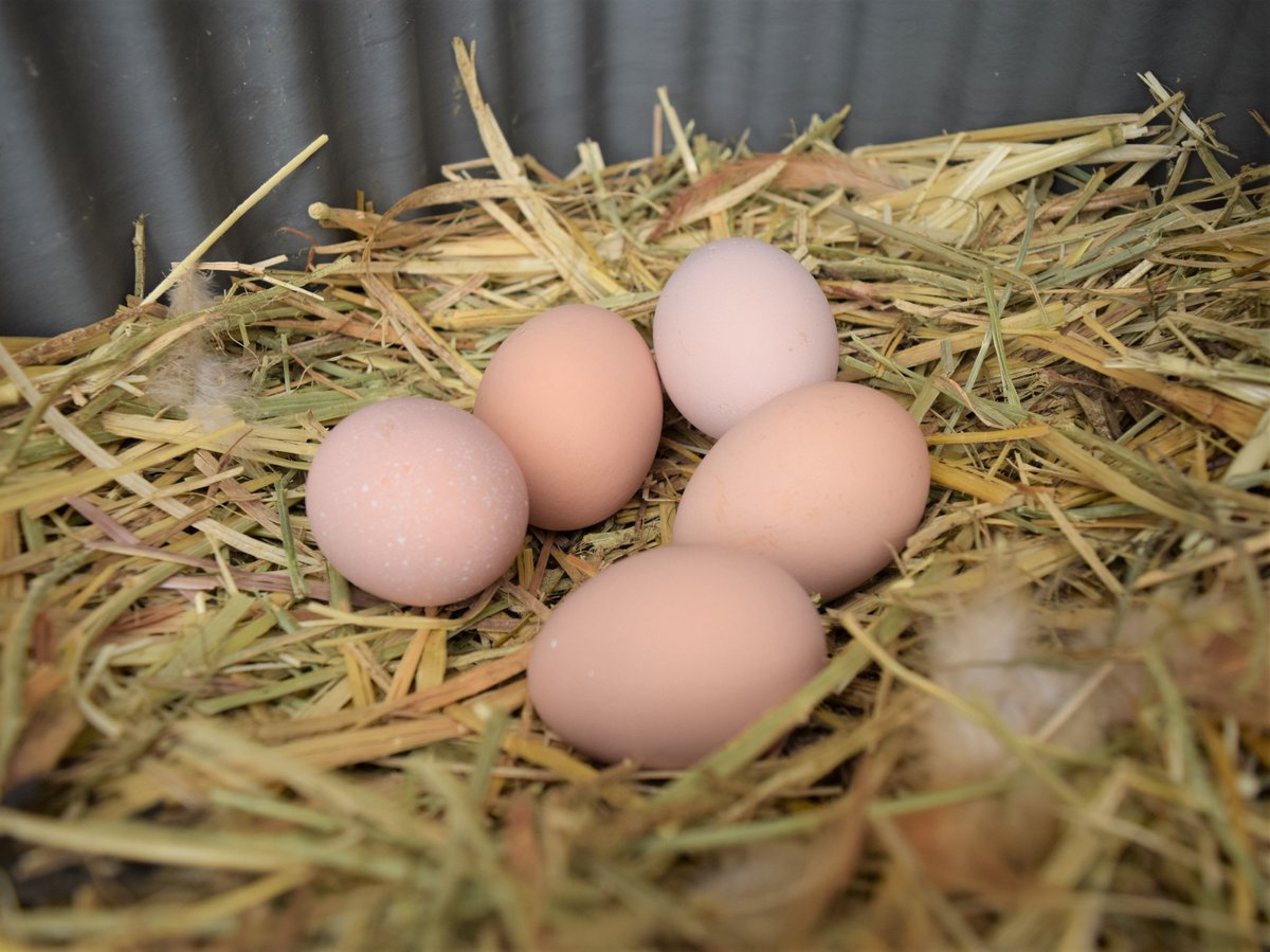 平飼い名古屋コーチン玉子(隔週定期便) | やぎ丸農場