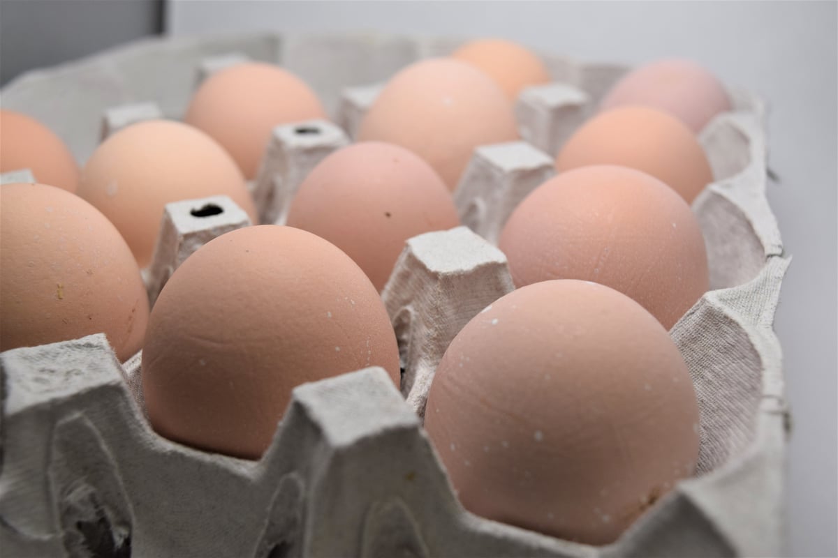 平飼い名古屋コーチン玉子(隔週定期便) | やぎ丸農場