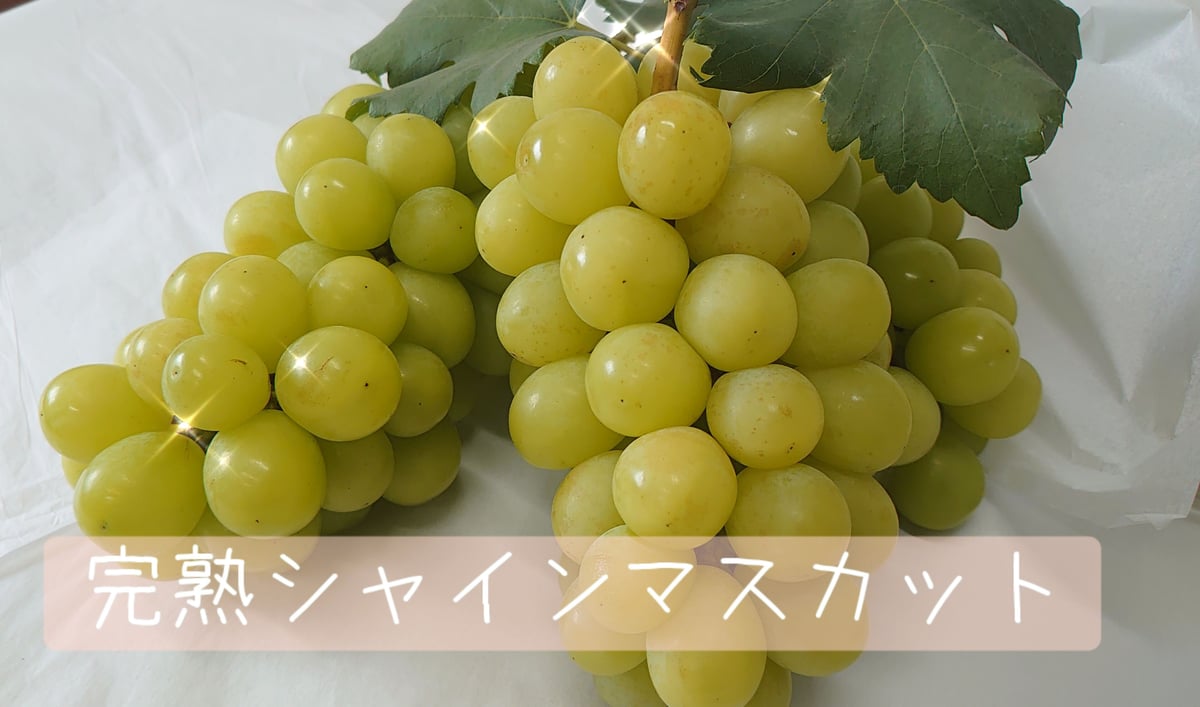 【爆売りセール開催中！】 シャインマスカットB級品 みはらしの千 | 3kg送料梱包代金込み 果物