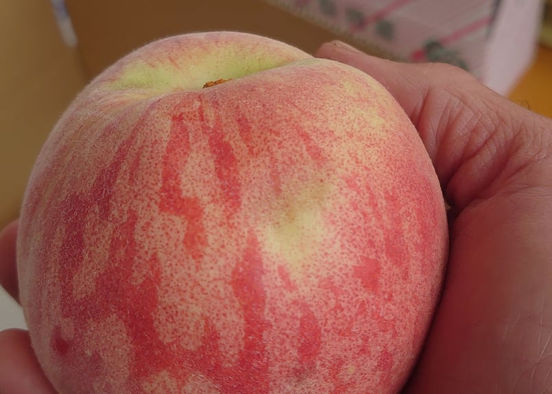 朝採り）傷あり桃 約2kg(6個ほど) | みはらしの千果園 オンラインショップ