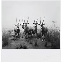 杉本 博司「GEMSBOK 1980」オフセットリト