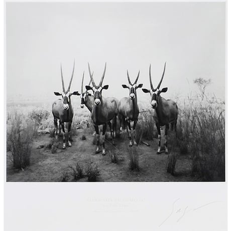 杉本博司 GEMSBOK サイン入り CATEGORY 杉本 博司 | BISENDO art gallery
