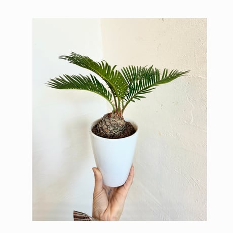 蘇鉄 | STORES
