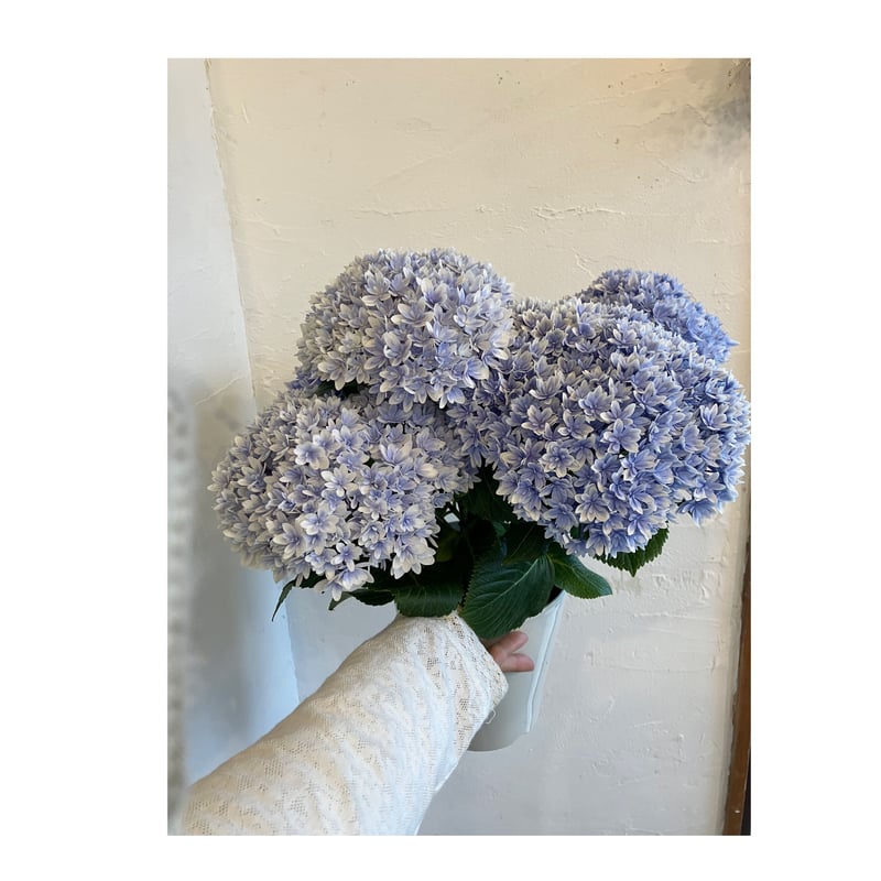 紫陽花 響 | hanatozakkaogue'