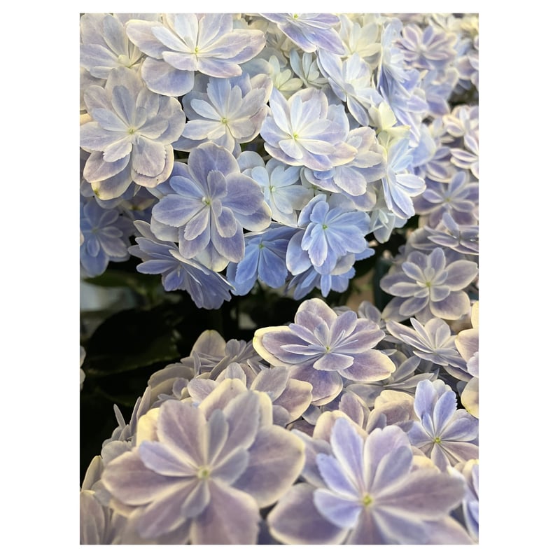 jie 紫陽花 jie 紫陽花