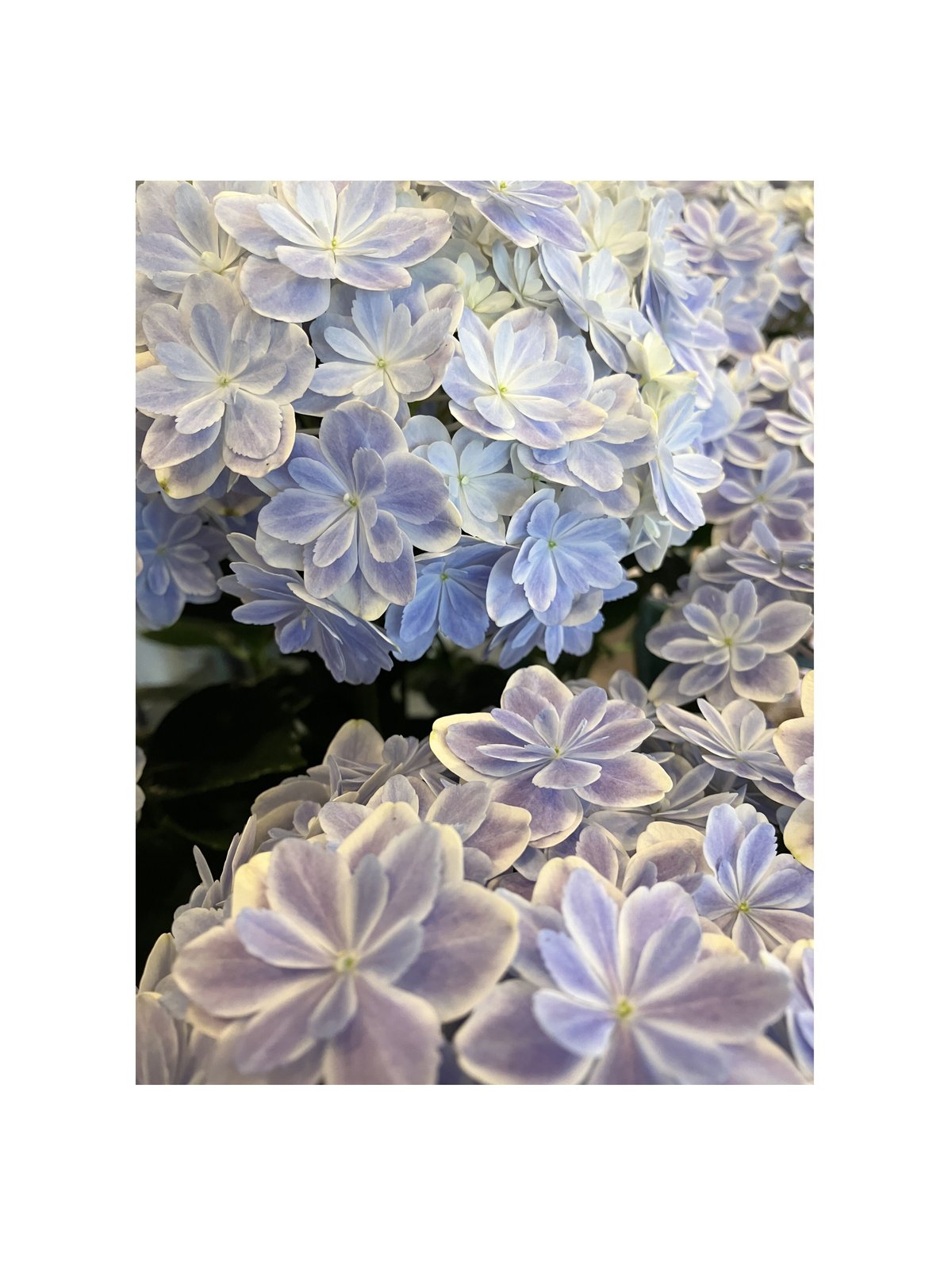 紫陽花さま専用 楽天市場】Hydrangea 紫陽花 アロマディッシュ 花のオブジェ