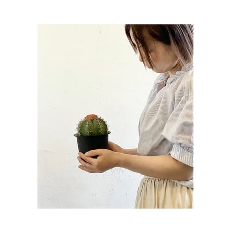 メロカクタス | STORES