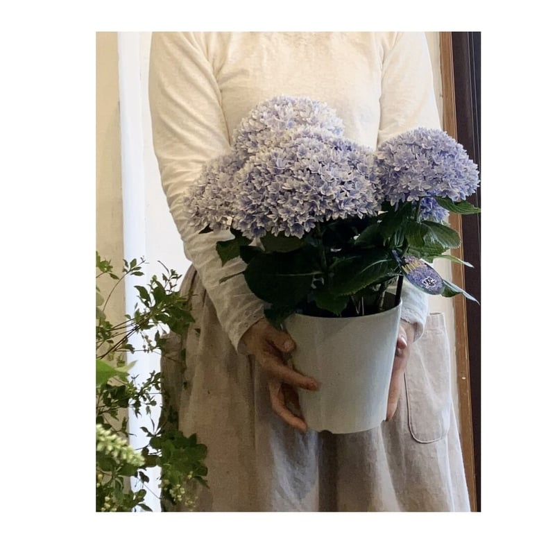 紫陽花 響 | hanatozakkaogue'