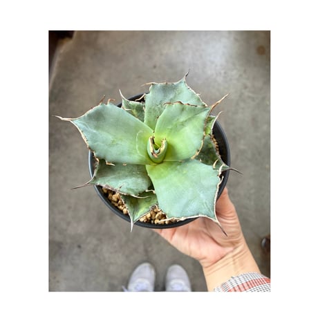 【最終値下げ】アガベ チタノタ 黒豹 ブラックパンサー Berlin産】アガベ チタノタ 黒豹 ブラックパンサー タグ付き