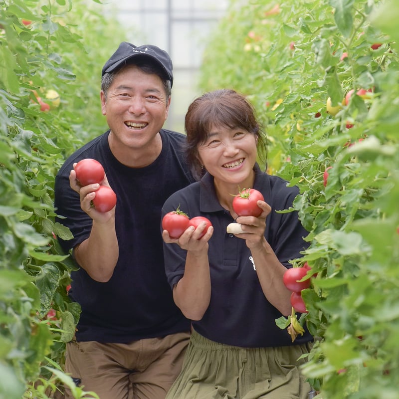 とまと。 楽天市場】【ふるさと納税】【2026年先行受付】 トマト 大玉トマト