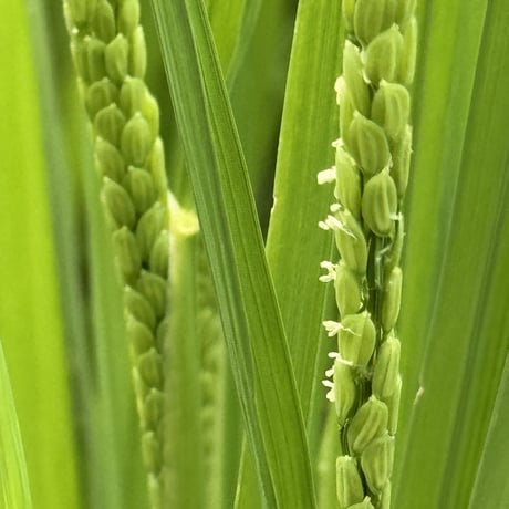 令和8年産　コシヒカリ（玄米）１０キロ　【特別栽培米】【京都府福知山産】