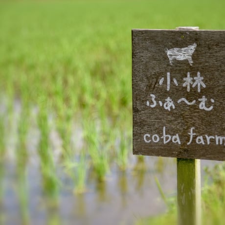 【令和8年】 年間契約お取り置き 玄米 ３０キロ ４袋 コシヒカリ 【お米のサブスク】