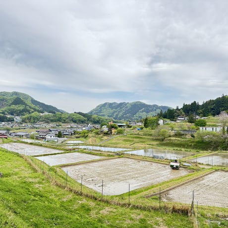 令和8年産　コシヒカリ（精白米）２０キロ　【特別栽培米】【京都府福知山産】