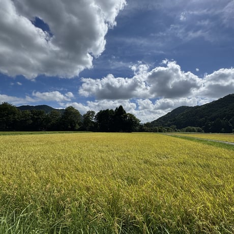令和8年産　コシヒカリ（精白米）２０キロ　【特別栽培米】【京都府福知山産】