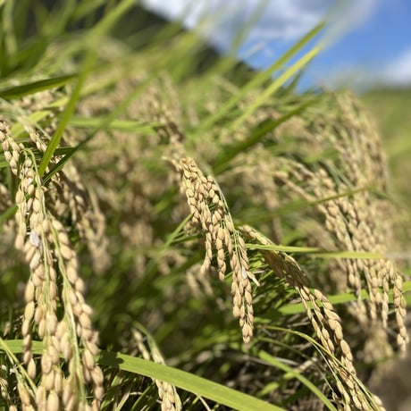 令和8年産　コシヒカリ（玄米）１０キロ　【特別栽培米】【京都府福知山産】