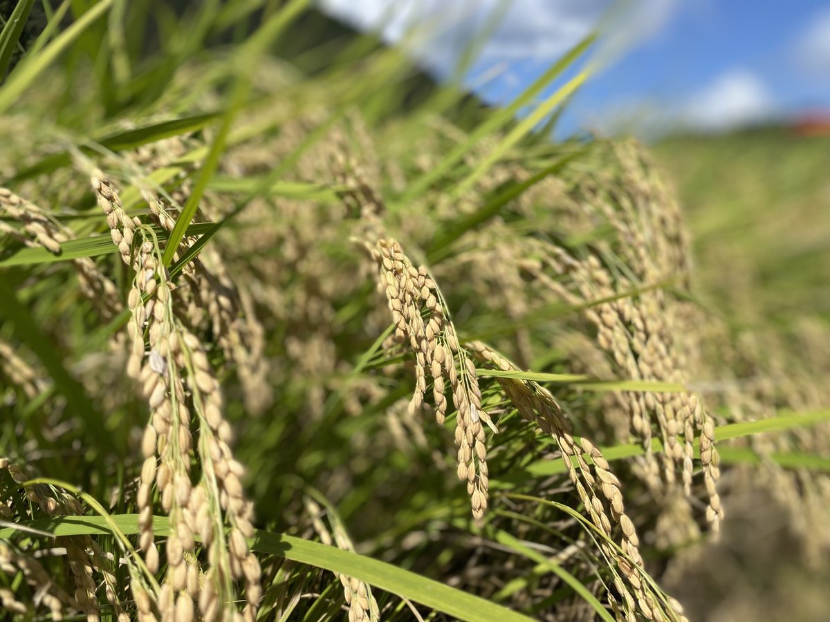 令和8年産 コシヒカリ（玄米）20キロ 【特別栽培米】【京都府福知山