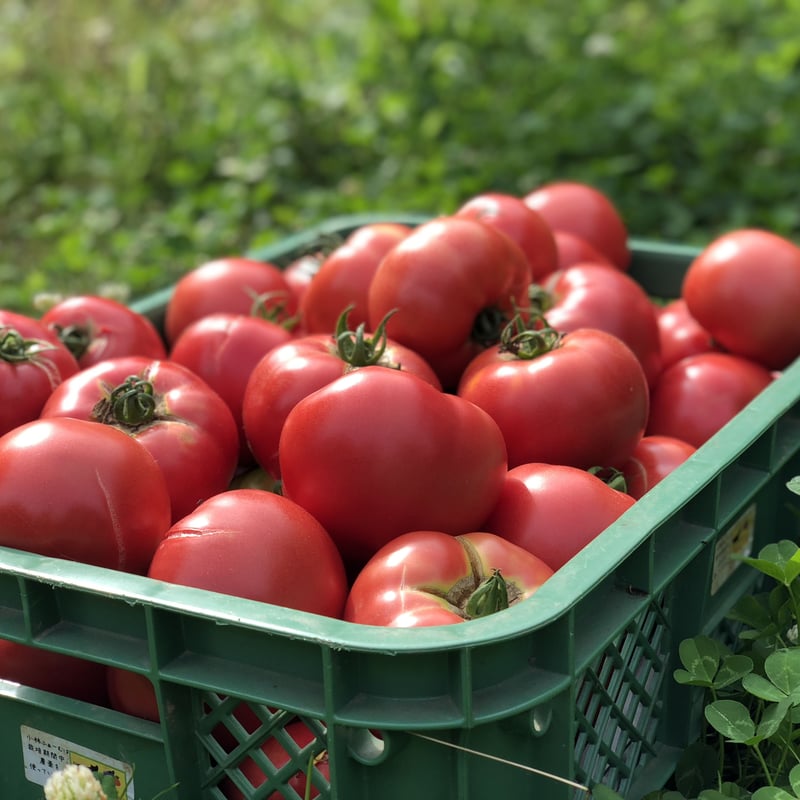 ギフトセット】とまとのじゅ～す180ml×2本 | 京都小林ふぁーむ