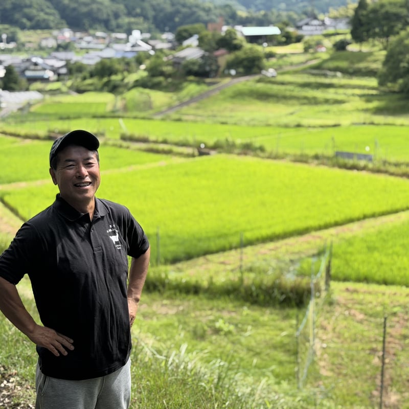 こしひかり　精白米　12ｋｇ　限定　お得 ポイント消化 令和8年産 コシヒカリ（精白米）20キロ 【特別栽培米】【京都府