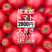桃太郎完熟トマト約2.8キロ 2800円