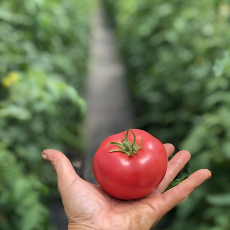 トマト フルーツミニトマト GRAND QUEEN 約250g | OSMIC FIRST onlineshop