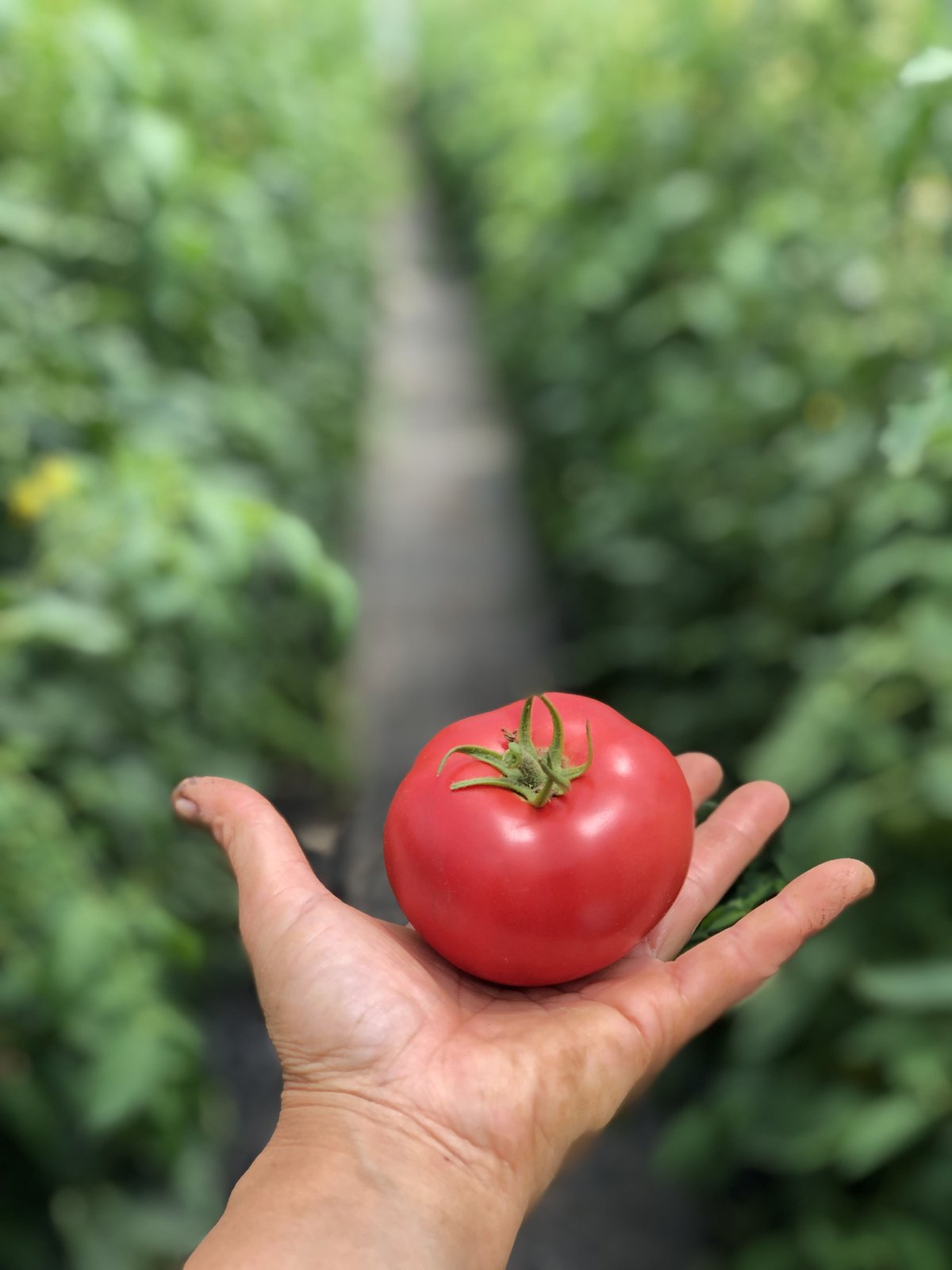 とまとHD とまとのじゅ〜す720ml 2本セット | 京都小林ふぁーむ