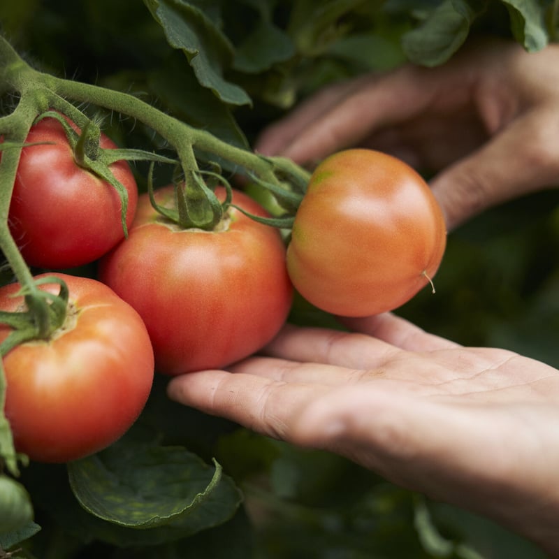 ギフト】ぷれみあむとまとのじゅ～す180ml×6本セット 【福知山
