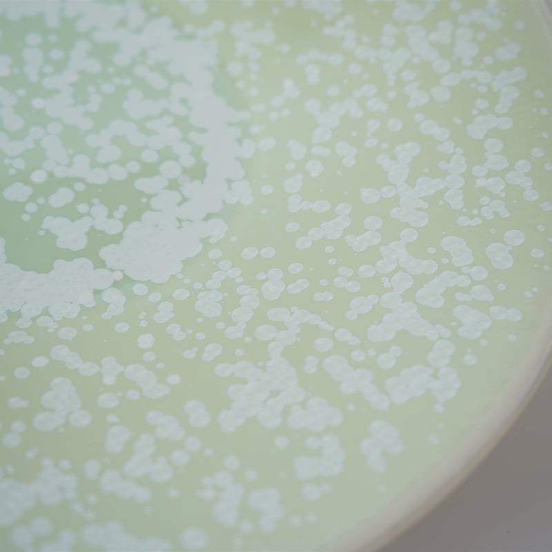 Jaune De Chrome - ジョーヌ・ド・クローム ] < Song Amande