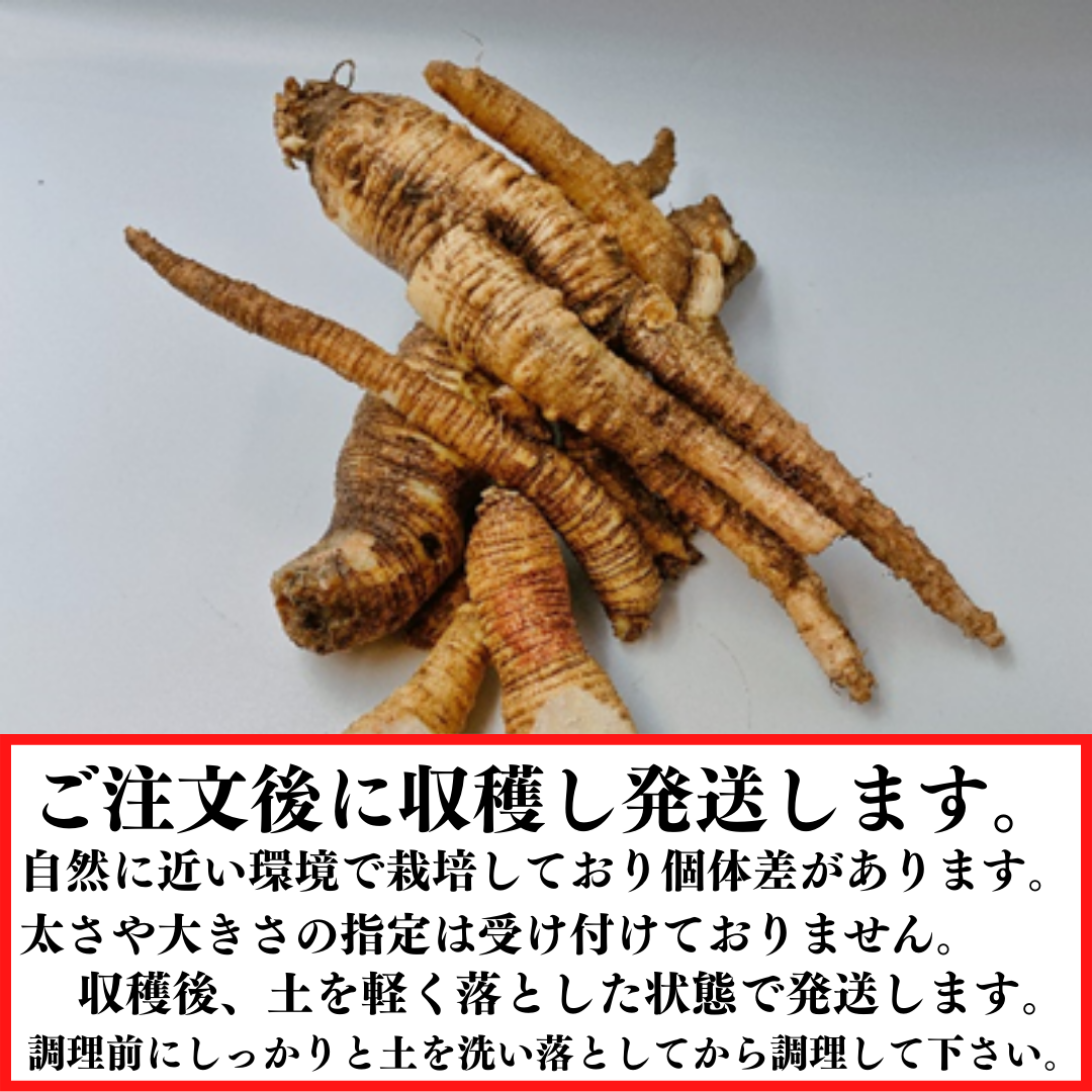 ツルニンジン 天然物 新潟県産 蔓人参 特大 4本で1.443kg つるにんじん