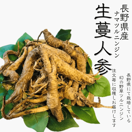 ツルニンジン　石川　天然　大物 ツルニンジン3号ポット の通販 | 園芸ネット