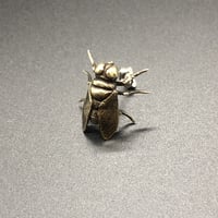 オビキンバエピアス（BR）