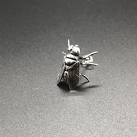 オビキンバエピアス（SV）