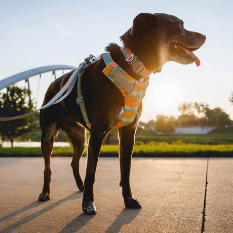 RUFFWEAR　フロントレンジハーネス