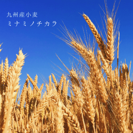 九州小麦のブール
