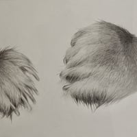 伊藤大悟「Bear paw」22×33cm　  Ito Daygo