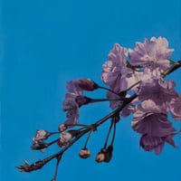 津絵太陽 「桜花一枝」 サムホール    Tsue Taiyo   (22.7×15.8cm)