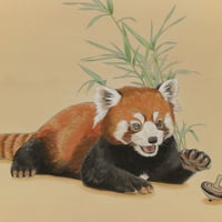 冨永明義 「紅尾、遊心あり」 F6号    Tominaga  Akiyoshi  (31.8×41.0cm)