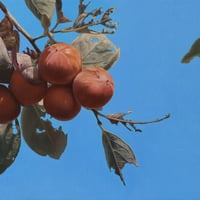 津絵太陽 「秋 声」 F3号    Tsue Taiyo  「Autumn Voices」 (22.0×27.3cm)