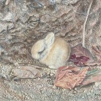 河菜直子   「子うさぎ 」 F3号   　Kawana  Naoko　「baby rabbit」　22.0×27.3cm