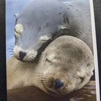 19450　Sleeping Sea Lion Pups
