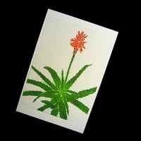 サボテンの花-石田マキ