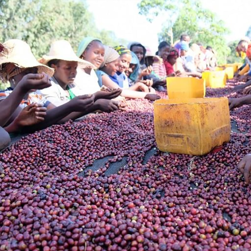 エチオピア　コーヒー生約8.8kg ハンドピック済み 100g/200g》エチオピア ジゲサ ナチュラル 中深煎り | Glams Coffee