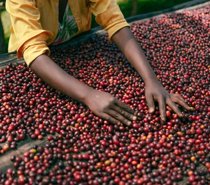 100g/200g》エチオピア ジゲサ ナチュラル 浅煎り | Glams Coffee R