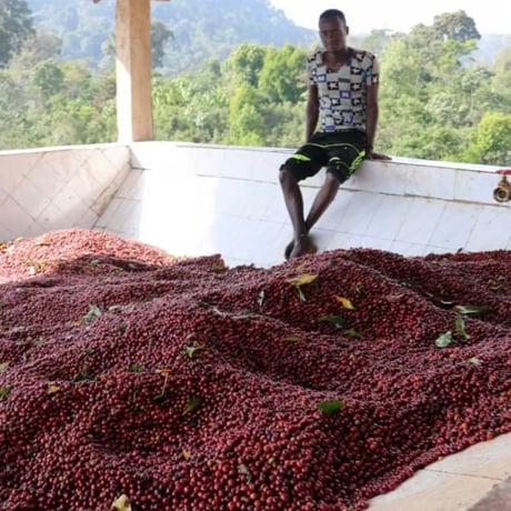 《100g/200g》エチオピア チェルベサ　アナエロビックナチュラル168H　中浅煎り