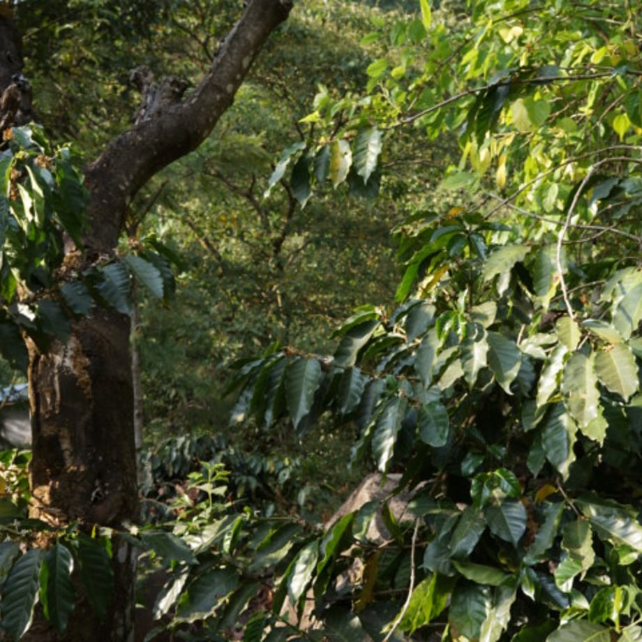 66432a0fa932bf002f4e9ce1