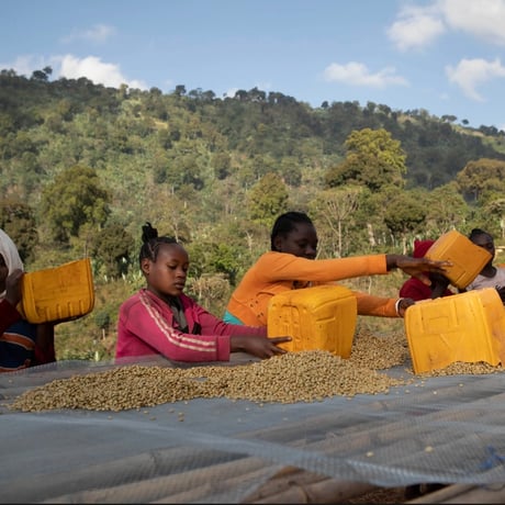 《100g/200g》エチオピア チェルベサ　アナエロビックナチュラル168H　中浅煎り