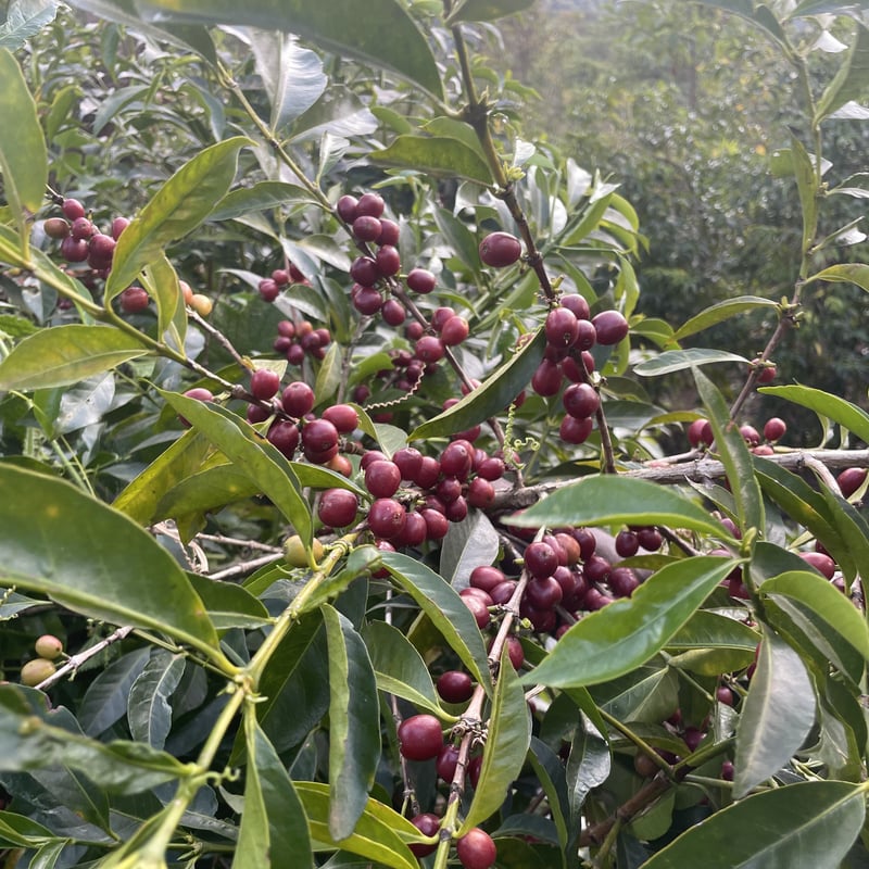 100g/200g》エチオピア ジゲサ ナチュラル 浅煎り | Glams Coffee R