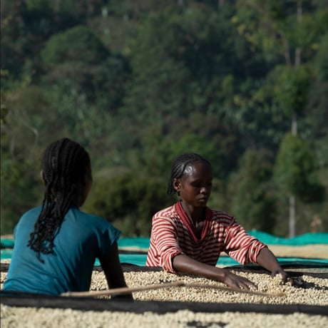 《100g/200g》エチオピア チェルベサ　アナエロビックナチュラル168H　中浅煎り