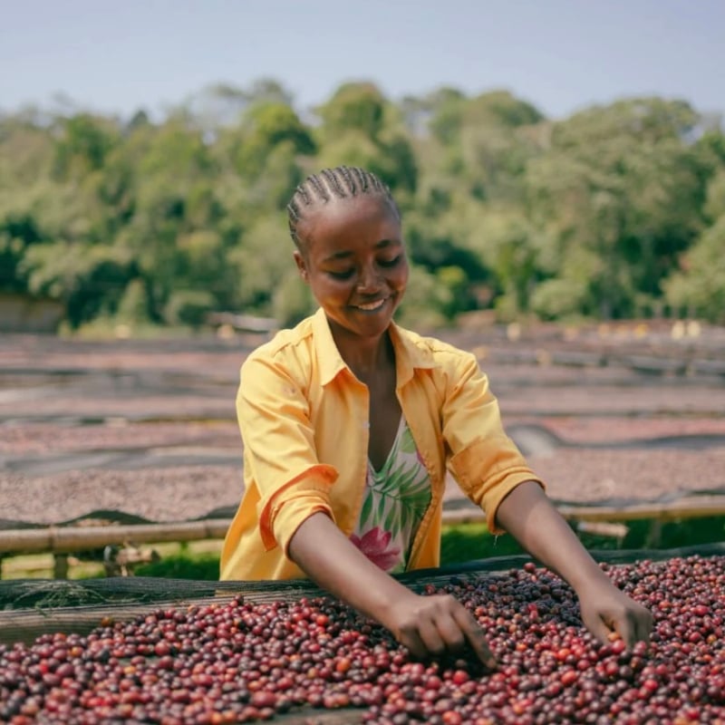 100g/200g》エチオピア ジゲサ ナチュラル 浅煎り | Glams Coffee R