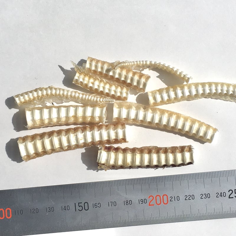 サメ尾先軟骨40g | ZYMO netshop